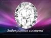 Эндокринная система