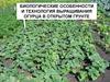 Биологические особенности и технология выращивания огурца в открытом грунте
