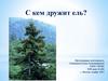 С кем дружит ель