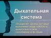 Дыхательная система