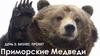 Приморские Медведи. День 3: Бизнес Проект