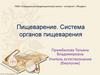 Пищеварение. Система органов пищеварения человека