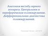 Анатомия вестибулярного аппарата. Центральное и периферическое головокружение. Дифференциальная диагностика головокружений