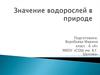 Значение водорослей в природе