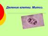 Деление клетки. Митоз. Жизненный цикл клетки
