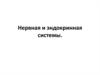 Нервная и эндокринная системы
