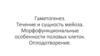 Гаметогенез. Течение и сущность мейоза. Морфофункциональные особенности половых клеток. Лекция 4