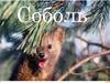 Соболь. Изучение животных