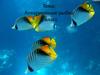 Аквариумные рыбки