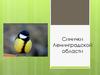 Синички Ленинградской области