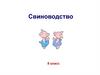 Свиноводство. 8 класс