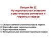 Функциональная анатомия соматических сплетений и черепных нервов
