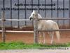 Арабская порода лошадей в СПК «Красное Знамя» Кировской области
