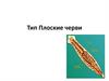 Тип Плоские черви