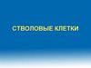 Стволовые клетки