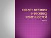 Скелет верхних и нижних конечностей