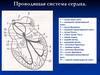 Проводящая система сердца. Антиаритмики