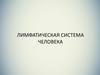 Лимфатическая система человека