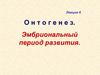 Онтогенез. Эмбриональный период развития