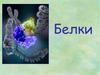 Белки