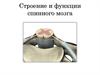 Строение и функции спинного мозга