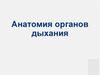 Анатомия органов дыхания
