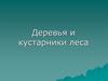 Деревья и кустарники леса