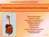 Эпонимы пищеварительной системы