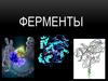 Ферменты
