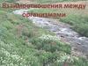 Взаимоотношения между организмами