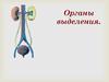 Органы выделения. Механизм мочеобразования