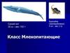 Класс Млекопитающие