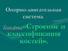 Опорно-двигательная система. Строение и классификация костей