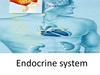 Endocrine system