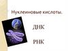 Нуклеиновые кислоты. ДНК, РНК