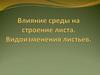 Влияние среды на строение листа. Видоизменения листьев
