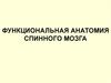 Функциональная анатомия спинного мозга