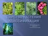 Царство растения. Классификация