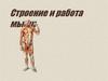 Строение и работа мышц