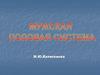 Мужская половая система. Значение МПС