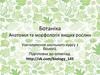 Анатомія та морфологія вищих рослин. Вегетативні органи