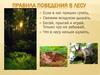 Правила поведения в лесу