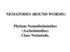 Nematodes (round worms)