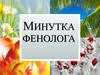 Минутка фенолога