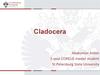Cladocera