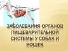 Заболевания органов пищеварительной системы у собак и кошек
