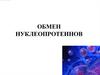 Белковый обмен. Обмен нуклеопротеинов