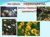Не губите первоцветы, весны первые приметы!!!