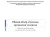 Общий обзор строения организма человека