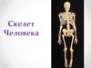 Скелет человека